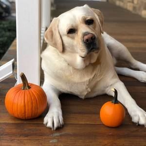 Meet your Posher, Sandy